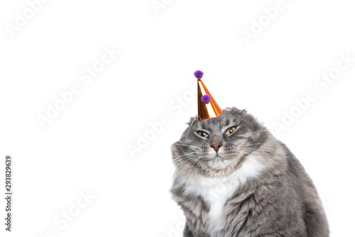 funny studio portrait of an annoyed young blue tabby maine coon cat displeased about wearing a birthday hat looking at camera in front of white background with copy space photo