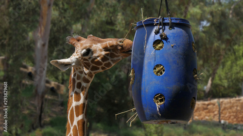 Canvas Print Giraffe