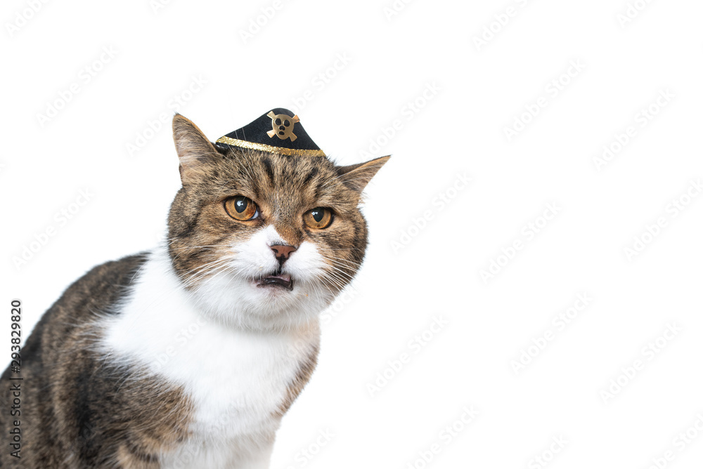 funny studio portrait of a tabby white british shorthair cat wearing a small pirate's hat looking ahead with open mouth in front of white background with copy space funny studio portrait of a tabby white british shorthair cat wearing a small pirate's hat looking ahead with open mouth in front of white background with copy space
