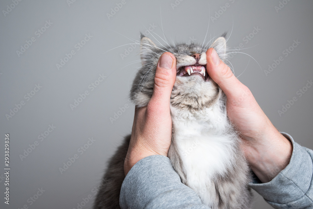 human hand holding young maine coon cat's head examine teeth in front of gray studio background with copy space