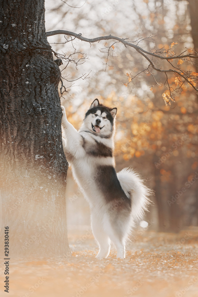 Malamute dog stands with his front paws on tree Malamute dog stands with his front paws on tree