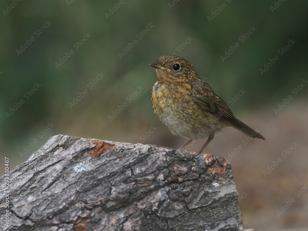 Fototapeta premium Junges Rotkehlchen