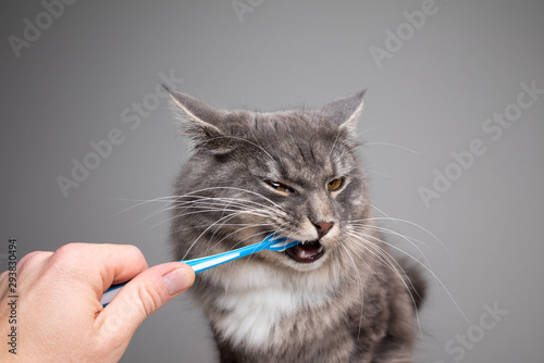 Fototapeta Naklejka Na Ścianę i Meble -  studio shot of human hand brushing teeth of young blue tabby maine coon cat in front of gray background