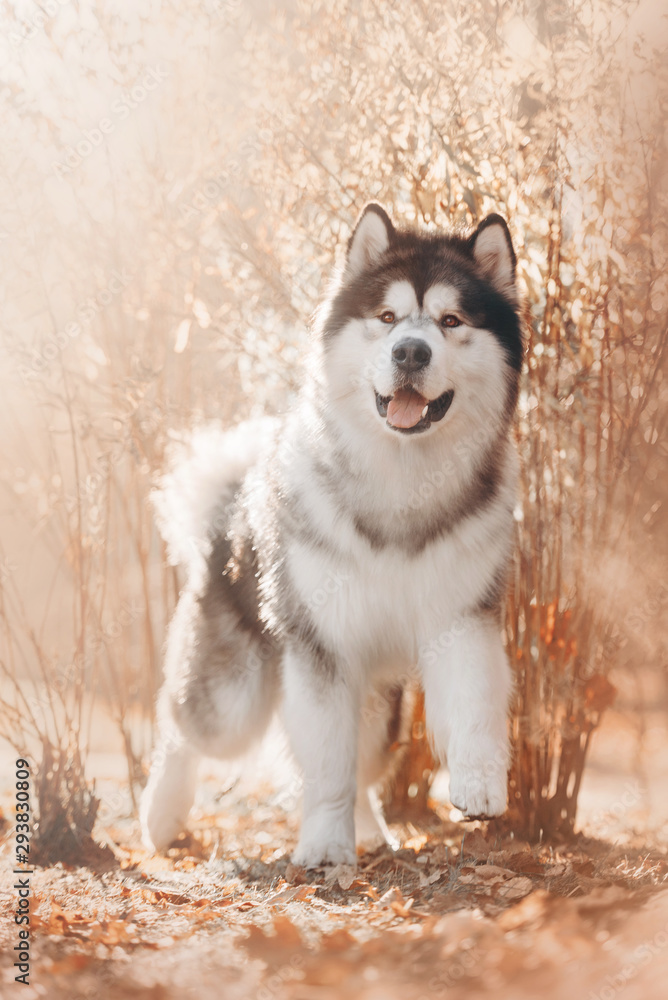 Malamute dog stands near a light bush Malamute dog stands near a light bush