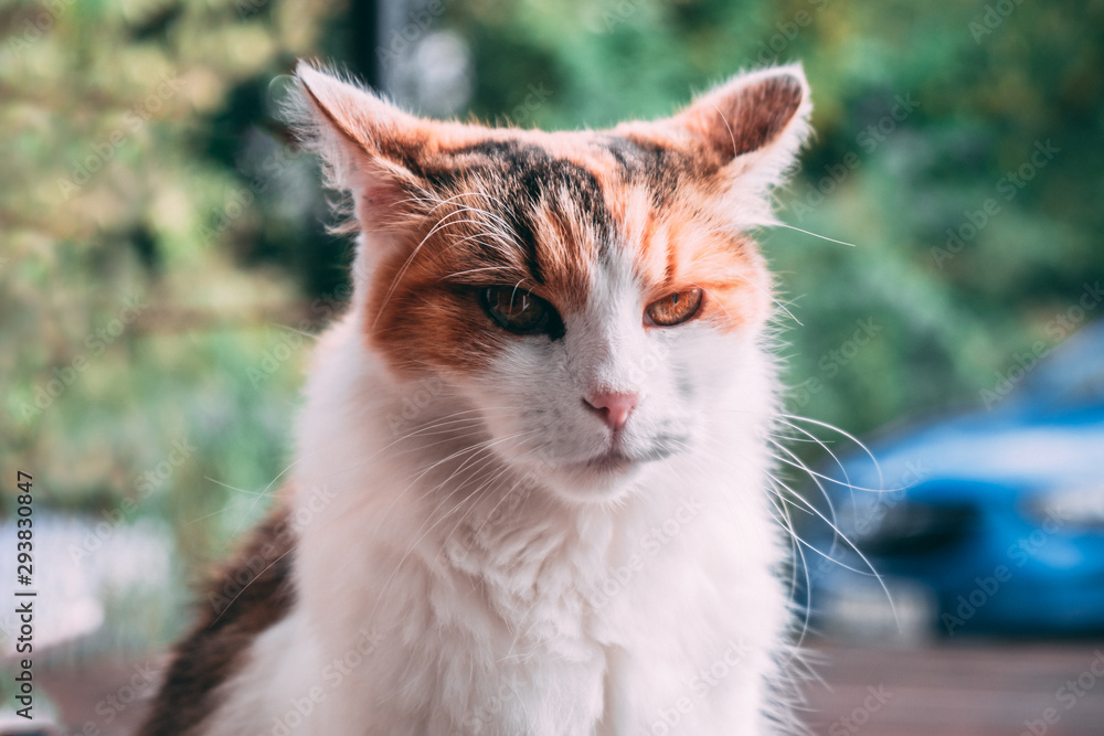 portrait of ginger white cat with orange eyes