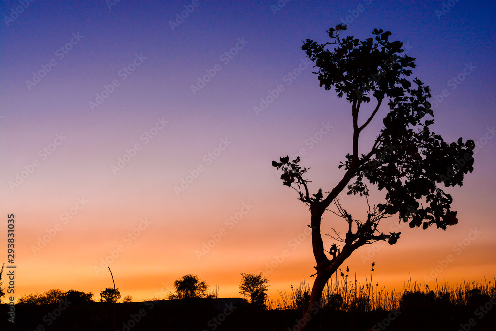 Dusky silhouette and the tree