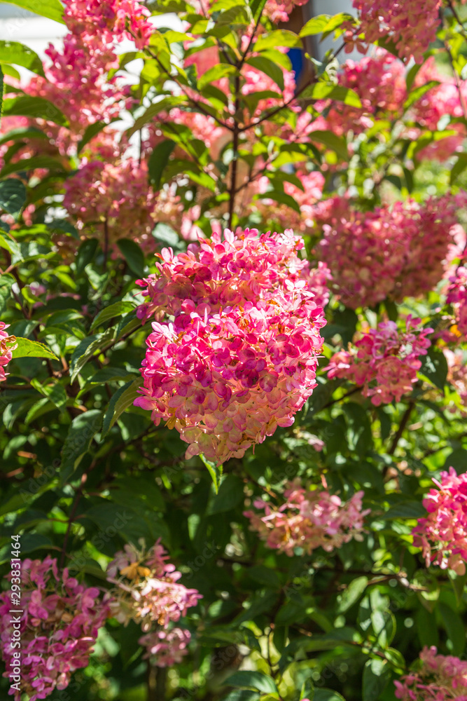Hydrangea paniculata Vanille Fraise / Rehny Hydrangea paniculata Vanille Fraise / Rehny