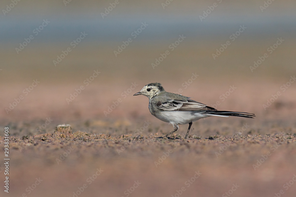 Juvenile White wagtail sitting on the ground Juvenile White wagtail sitting on the ground