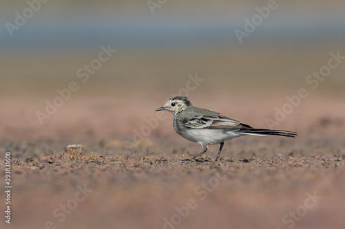 Juvenile White wagtail sitting on the ground