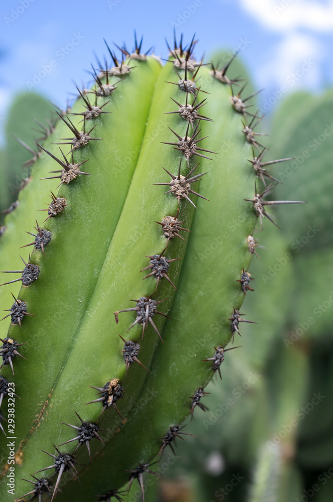 Naklejka premium Close up of a spiky cactus
