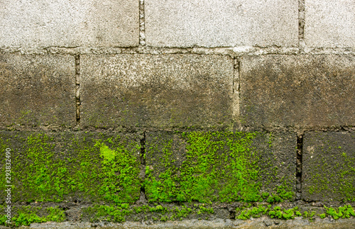 The algae moss of the old concrete fence