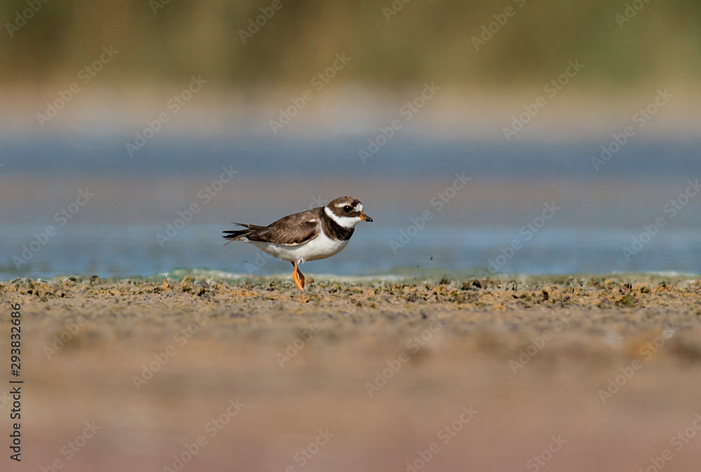 Common Ringed Plover Common Ringed Plover