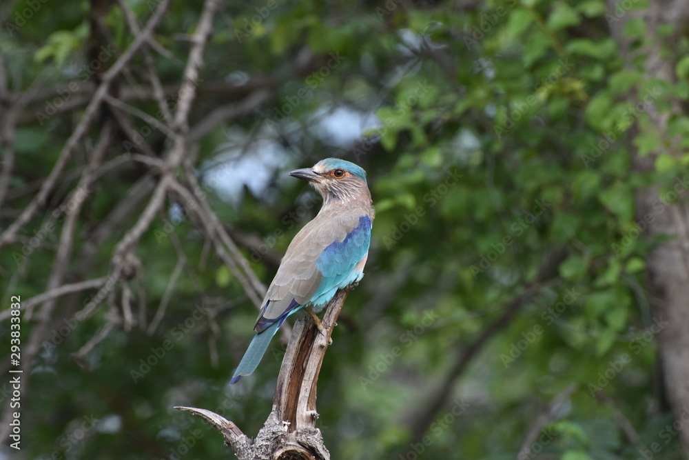 Indian Roller (Coracias benghalensis) a colorful bird perching beautifully on a twig by giving a pose to click image sighted at Panna National Park, Madhya Pradesh, India, Asia