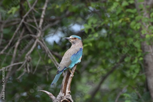 Indian Roller (Coracias benghalensis) a colorful bird perching beautifully on a twig by giving a pose to click image sighted at Panna National Park, Madhya Pradesh, India, Asia © Shivani