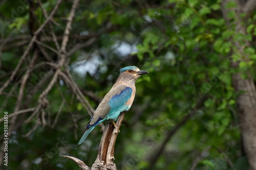 Indian Roller (Coracias benghalensis) a colorful bird calmly sitting on a twig and observing the morning view sighted at Panna National Park, Madhya Pradesh, India, Asia © Shivani