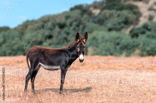 A portrait of a small baby donkey grazing on the field on a background of mountains. The cute animal is looking into camera. North Cyprus trip.