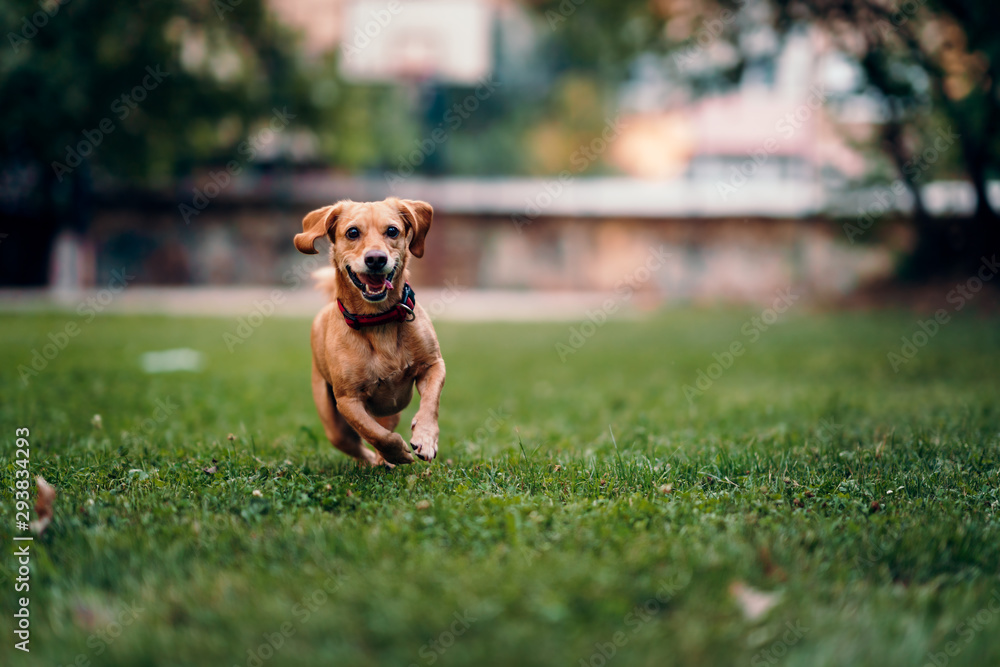 Brown dog running on the grass