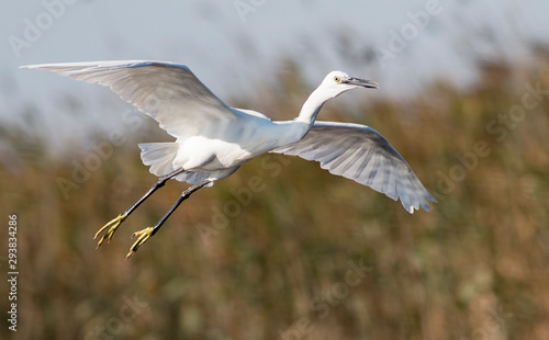 Little Egret hunting in the water
