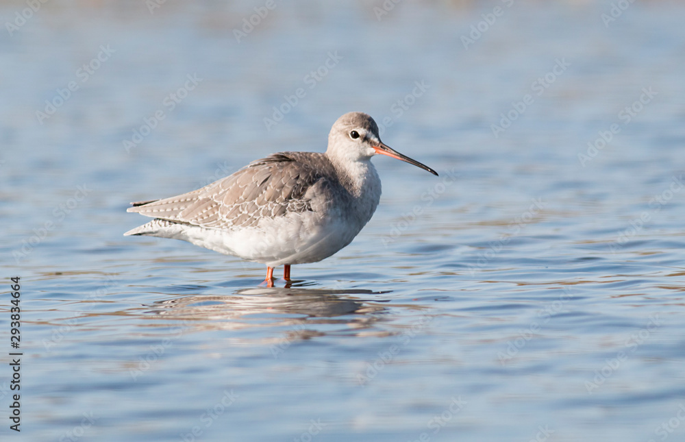 Spotted Redshank hunting in the water Spotted Redshank hunting in the water