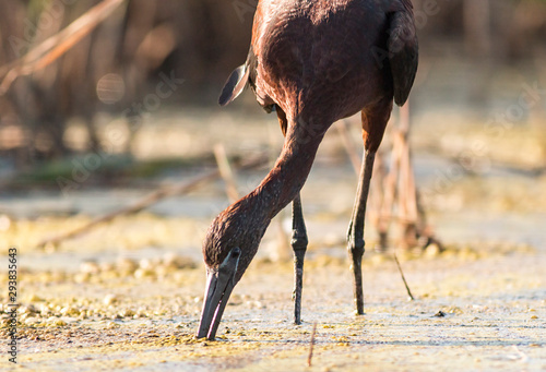 Glossy ibis hunting and portrait photo