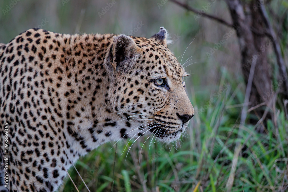 Leopard - old male - on the hunt in Sabi Sands Game Reserve in the Greater Kruger Region in South Africa Leopard - old male - on the hunt in Sabi Sands Game Reserve in the Greater Kruger Region in South Africa