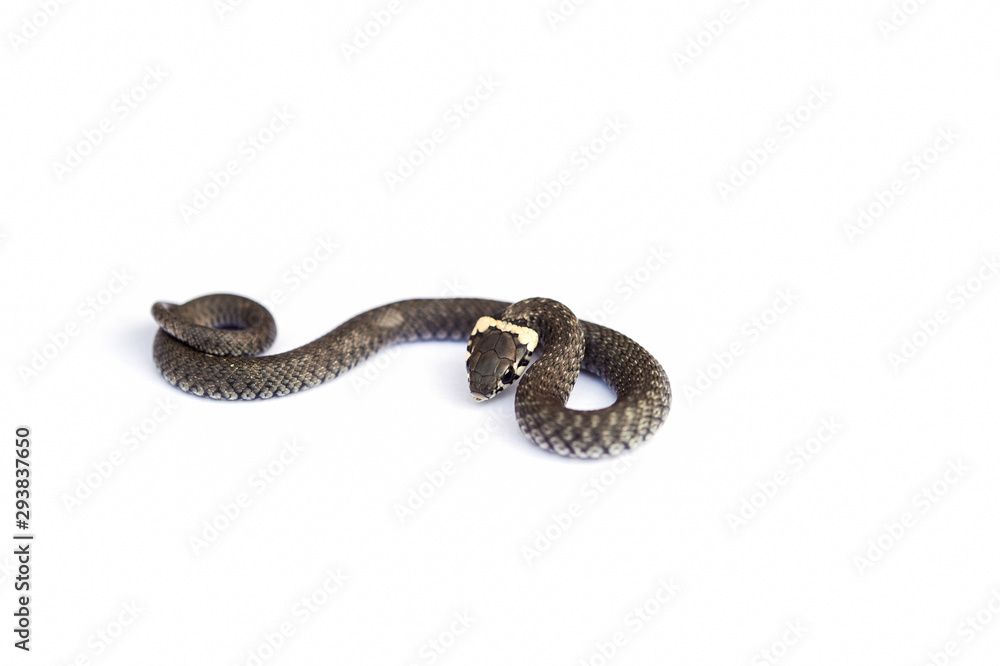 Naklejka premium Grass snake (Natrix natrix) isolated on white