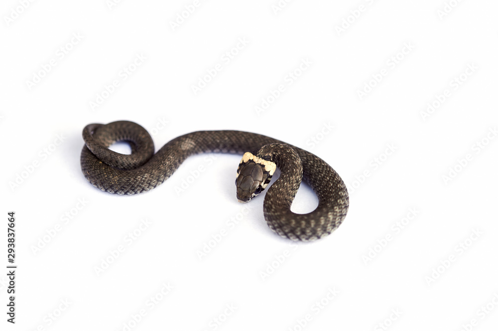 Grass snake (Natrix natrix) isolated on white Grass snake (Natrix natrix) isolated on white