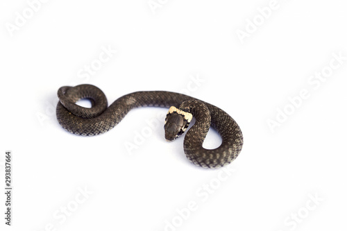 Grass snake (Natrix natrix) isolated on white