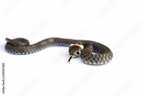 Grass snake (Natrix natrix) isolated on white