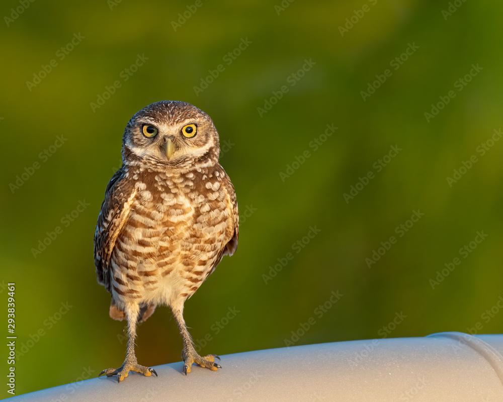 A Burrowing Owl perched on a mailbox. A Burrowing Owl perched on a mailbox.