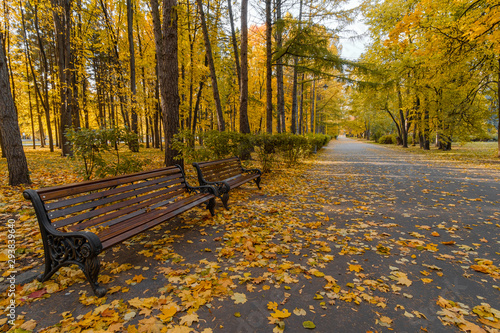 An autumnal alley covered with bright leaves on a sunny day in the fall. Park benches. City park during fall foliage.
