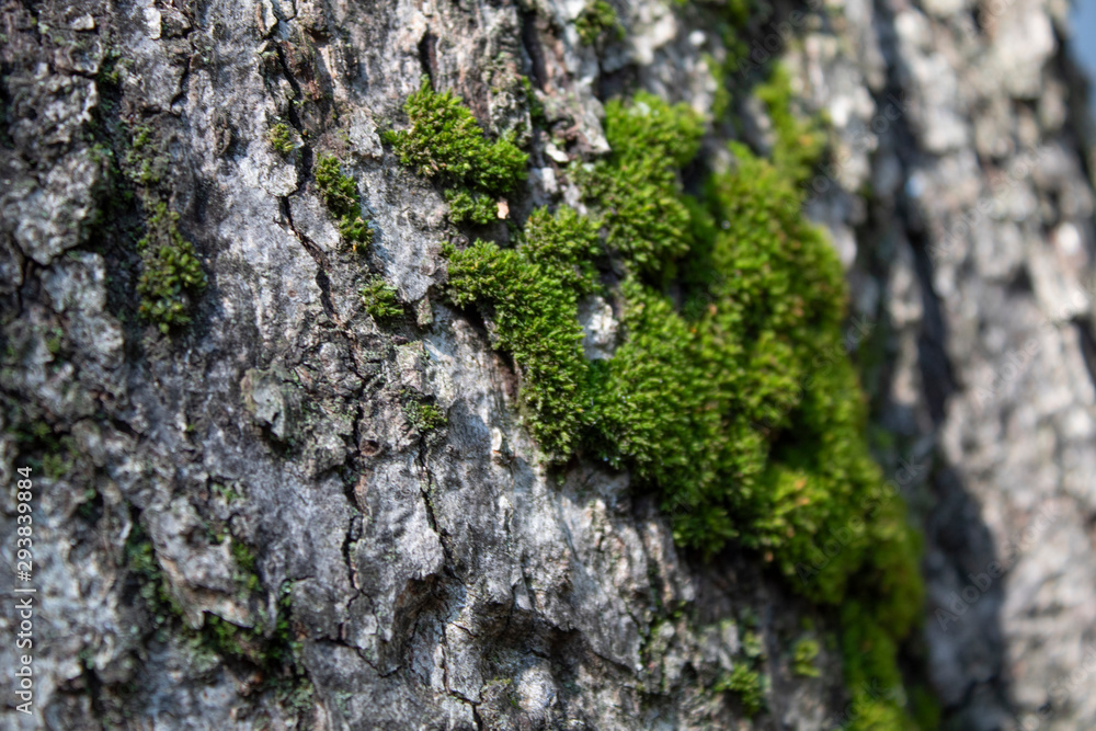 green moss on a tree green moss on a tree