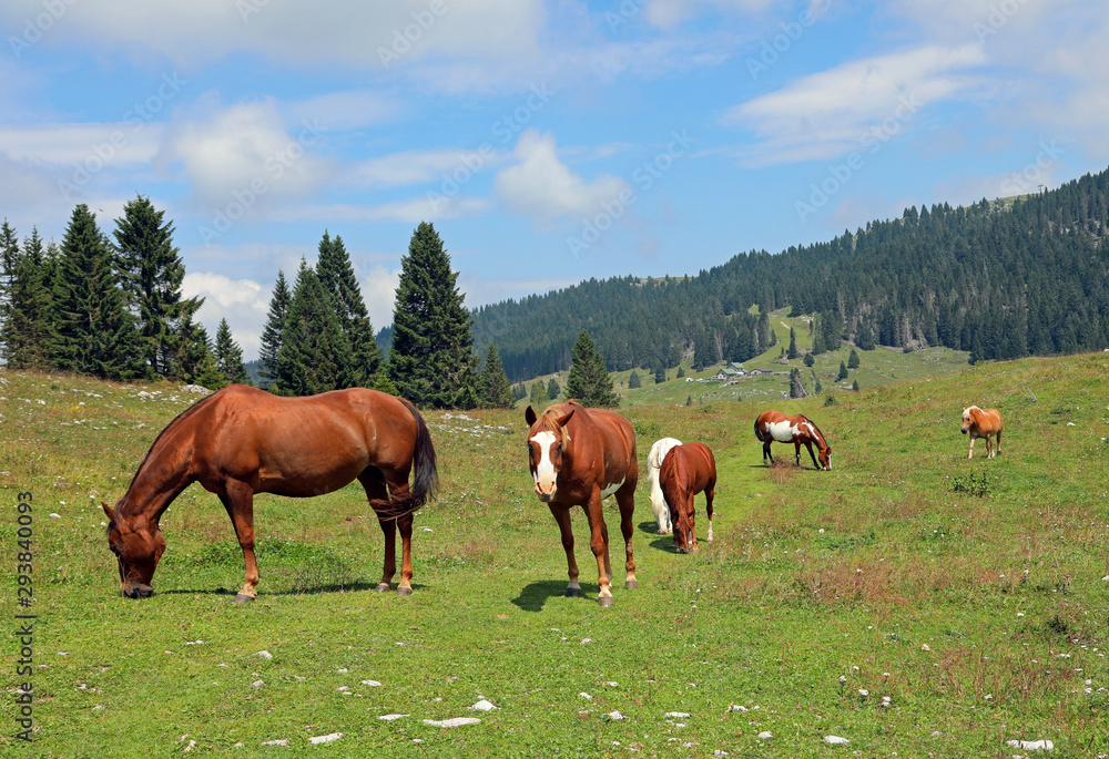family of many horses in mountains