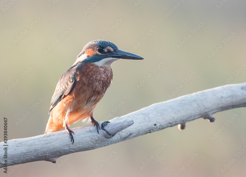 Fototapeta premium Common Kingfisher sitting on branch