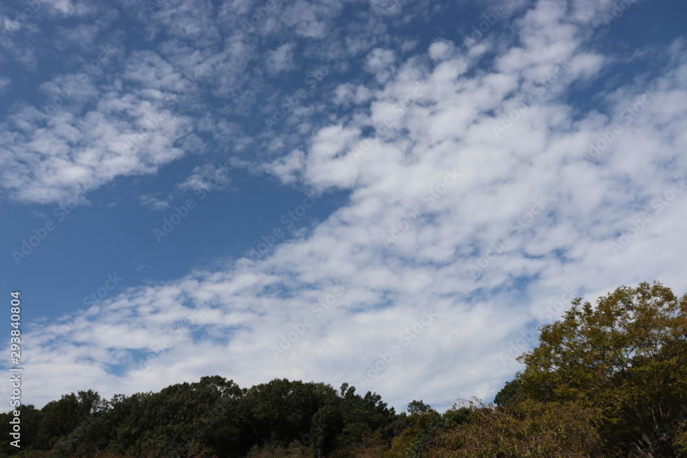 空と木 空と木