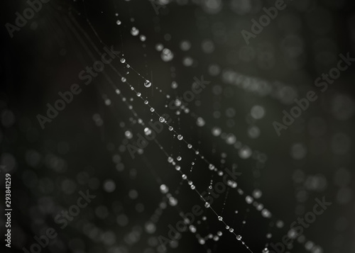 Spider Web with Rain