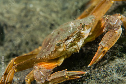 European shore crab (Carcinus maenas) at the swedish west coast