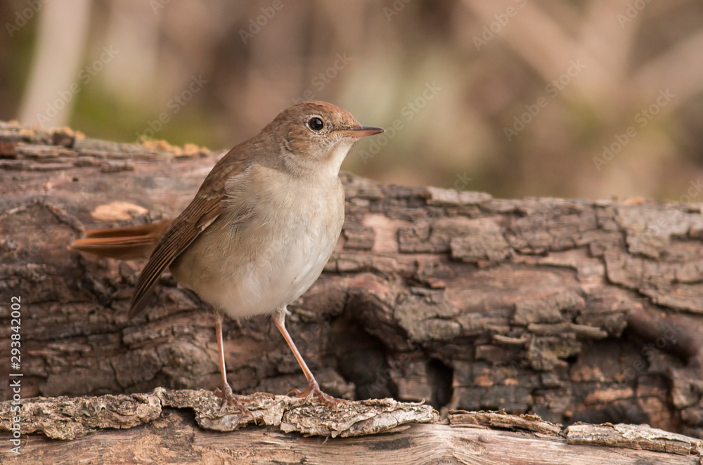 Juvenile common nightingale sitting on branch Juvenile common nightingale sitting on branch