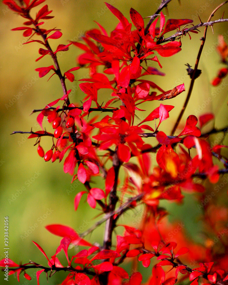 autumn barberry