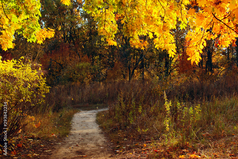 Fototapeta premium Blurred image of a road in the forest. Beautiful forest in autumn time. Autumn, Nature, Landscapes concept.