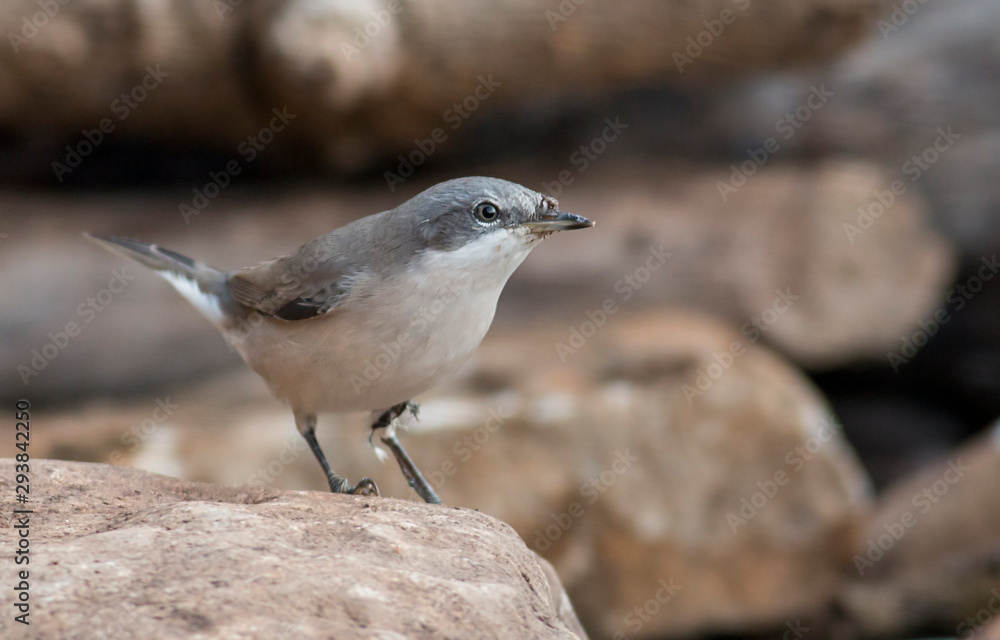 Naklejka premium Lesser whitethroat sitting on branch
