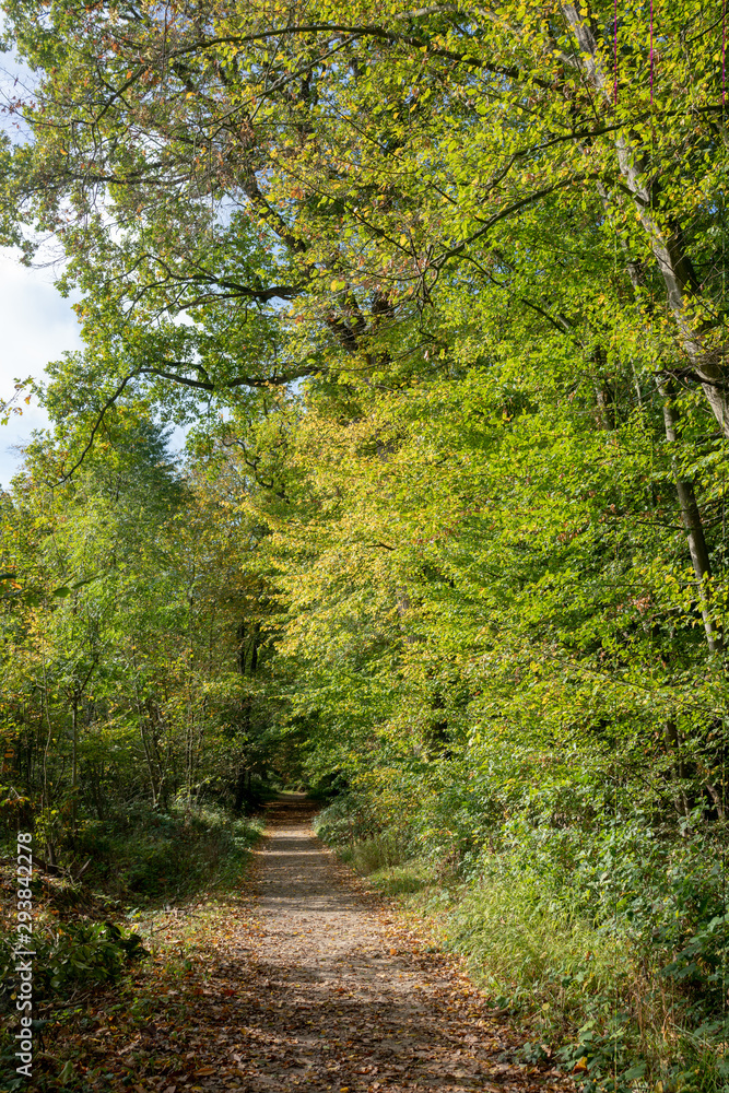 Obraz premium forêt