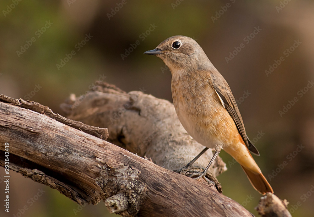 Common redstart sitting on branch Common redstart sitting on branch