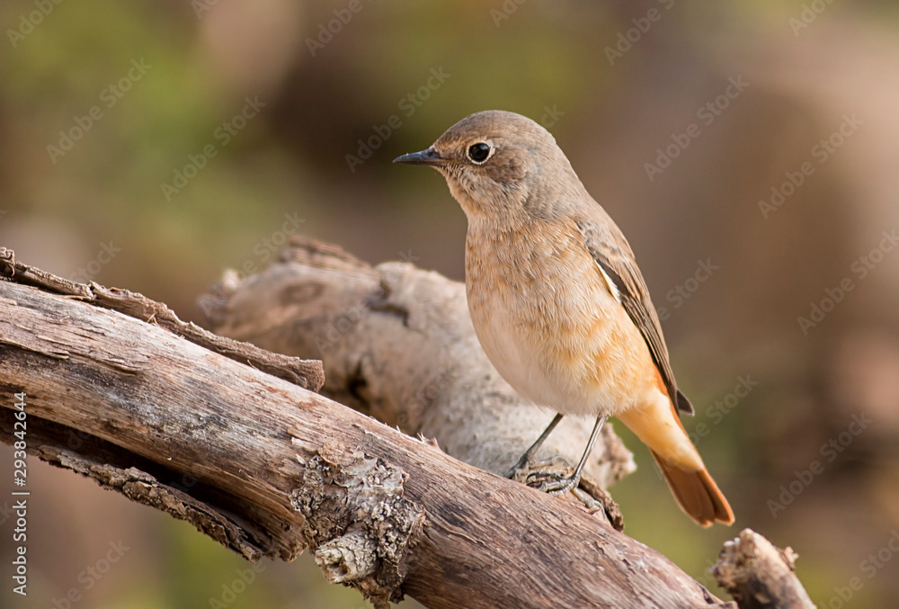 Common redstart sitting on branch Common redstart sitting on branch