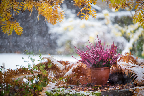 Fototapeta Naklejka Na Ścianę i Meble -  Purple heather, Calluna vulgaris, in flower pot among withered ostrich fern under yellow rowan leaves, winter snowfall in the garden