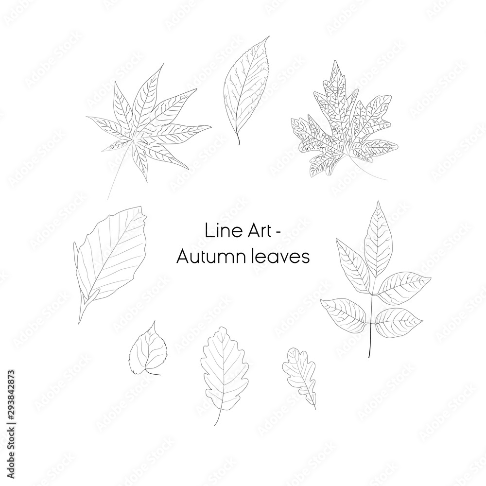Fototapeta premium Line art - Autumn leaves