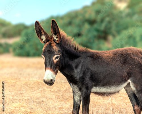 A close-up portrait of a small donkey grazing on field on a background of mountains. The cute curious animal is looking into camera. North Cyprus trip.