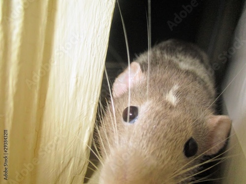 rat by a window