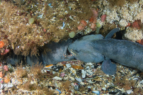 Atlantic wolffish (Anarhichas lupus) fighting over a cave and a female (Saltstraumen, Norway)
