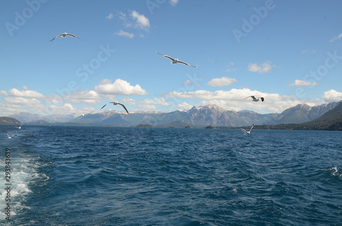 seagulls in the sea